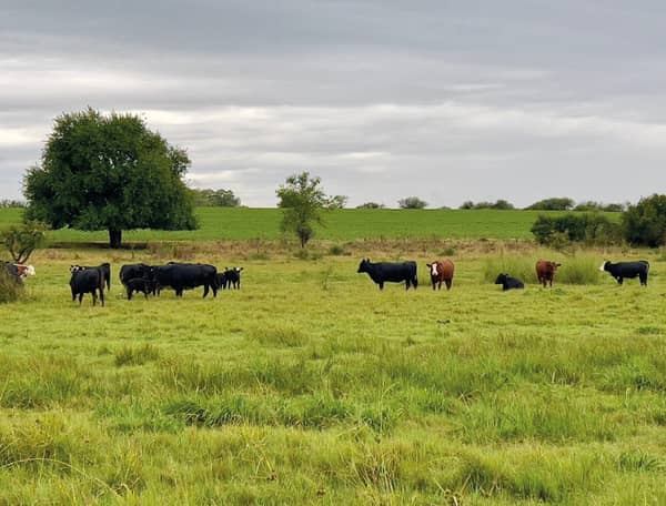 180 hectáreas. Agrícola Ganadero en Paysandú Uruguay